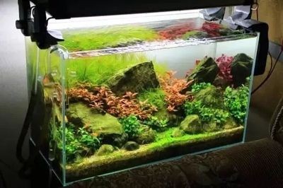草缸和魚缸有什么區別：草缸與魚缸的區別