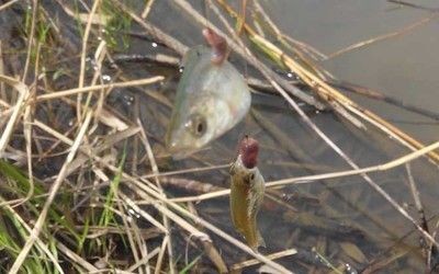 白條魚在魚缸里能養(yǎng)活嗎？：白條魚在魚缸里養(yǎng)殖注意事項(xiàng)白條魚在魚缸里能養(yǎng)活 白條魚在魚缸里能養(yǎng)活嗎？：白條魚在魚缸里養(yǎng)殖注意事項(xiàng)白條魚在魚缸里能養(yǎng)活 魚缸百科 第1張