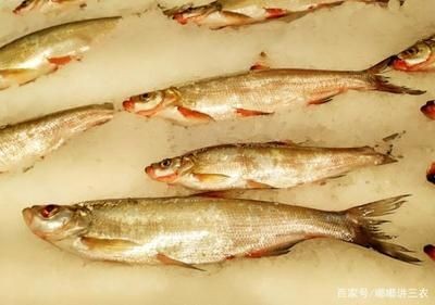 白條魚在魚缸里能養(yǎng)活嗎？：白條魚在魚缸里養(yǎng)殖注意事項(xiàng)白條魚在魚缸里能養(yǎng)活 白條魚在魚缸里能養(yǎng)活嗎？：白條魚在魚缸里養(yǎng)殖注意事項(xiàng)白條魚在魚缸里能養(yǎng)活 魚缸百科 第3張