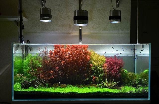 大魚缸水草種植：大魚缸水草種植技巧水草種植技巧水草種植需要注意以下幾點(diǎn) 大魚缸水草種植：大魚缸水草種植技巧水草種植技巧水草種植需要注意以下幾點(diǎn) 魚缸百科 第2張
