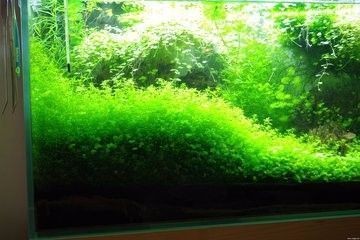 大魚缸水草種植：大魚缸水草種植技巧水草種植技巧水草種植需要注意以下幾點(diǎn) 大魚缸水草種植：大魚缸水草種植技巧水草種植技巧水草種植需要注意以下幾點(diǎn) 魚缸百科 第3張