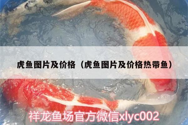 龍魚 虎魚圖片及價格(虎魚圖片及價格熱帶魚) 虎魚百科 虎魚圖片及價格(虎魚圖片及價格熱帶魚) 虎魚圖片及價格(虎魚圖片及價格熱帶魚) 虎魚百科