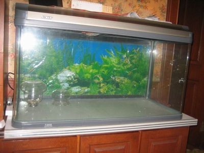 博山二手魚缸轉讓：博山地區二手魚缸轉讓信息