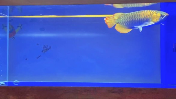 魚缸過濾器選購指南:自制魚缸過濾器魚缸上置過濾器對于養魚愛好者的必備知識 起飛了 龍魚論壇 起飛了 起飛了 龍魚論壇
