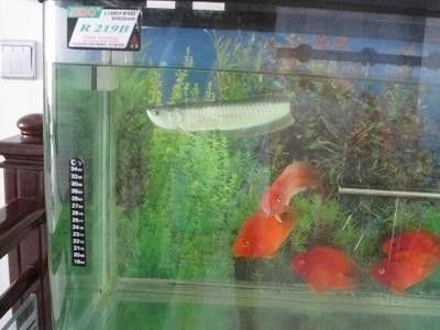 龍魚放到新缸里什么時候可以喂