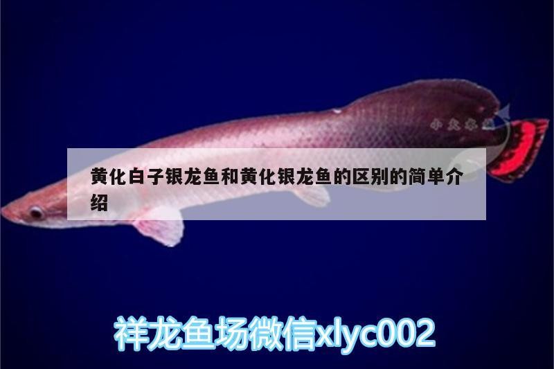 黃化白子銀龍魚和黃化銀龍魚的區別的簡單介紹