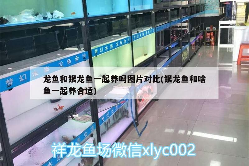 龍魚和銀龍魚一起養(yǎng)嗎圖片對比(銀龍魚和啥魚一起養(yǎng)合適)