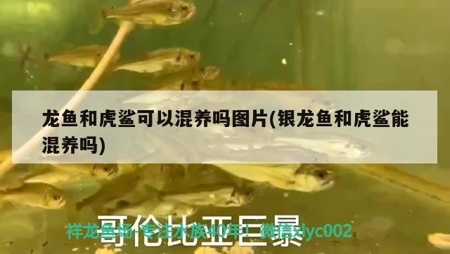龍魚和虎鯊可以混養嗎圖片(銀龍魚和虎鯊能混養嗎)
