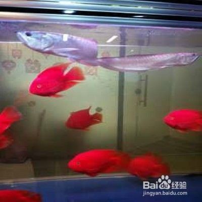 菏澤開發(fā)區(qū)邵凱水族館（菏澤開發(fā)區(qū)邵凱水族館電話）