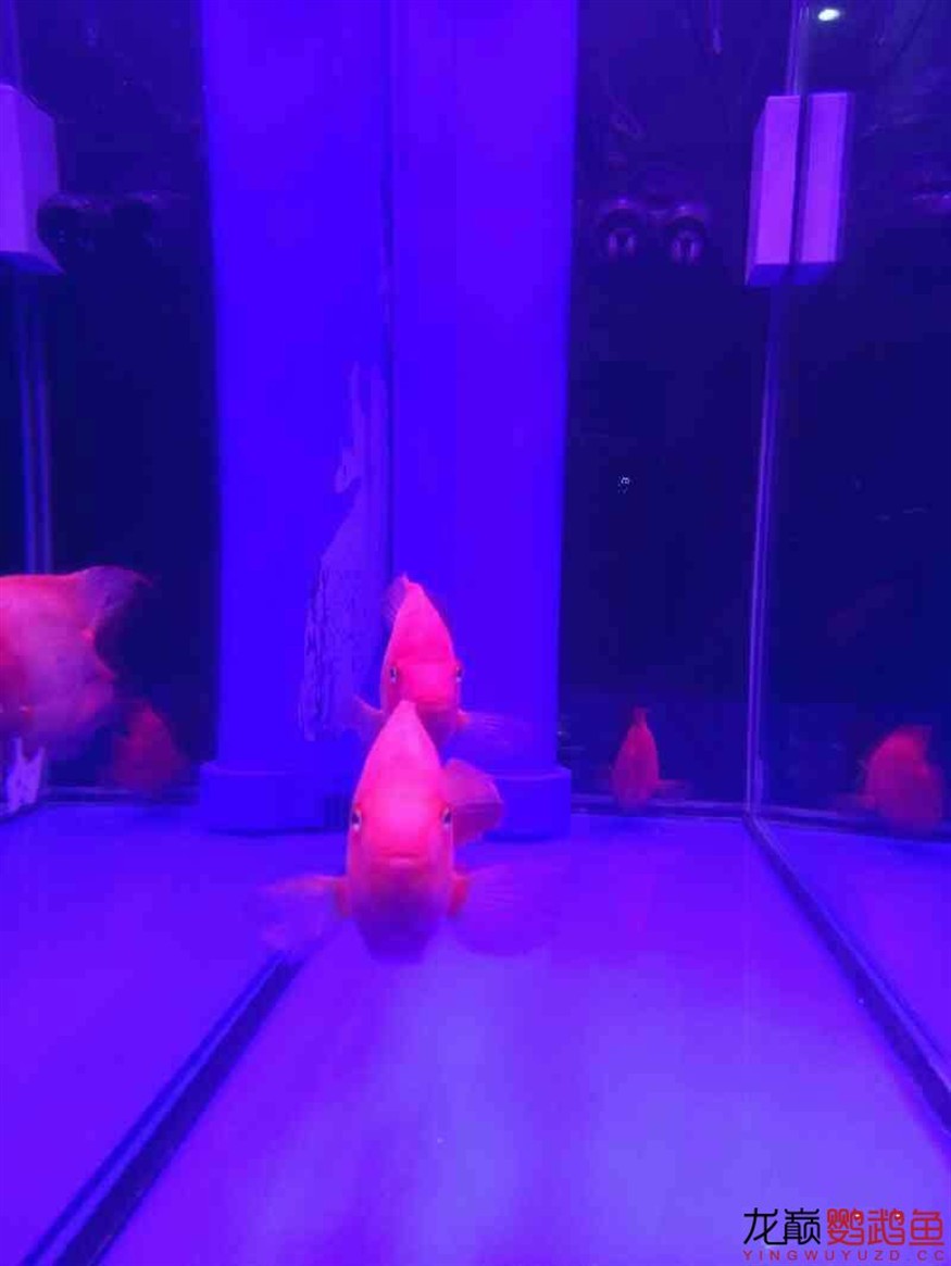 闖缸三劍客 闖缸三劍客 銀龍魚百科 第4張