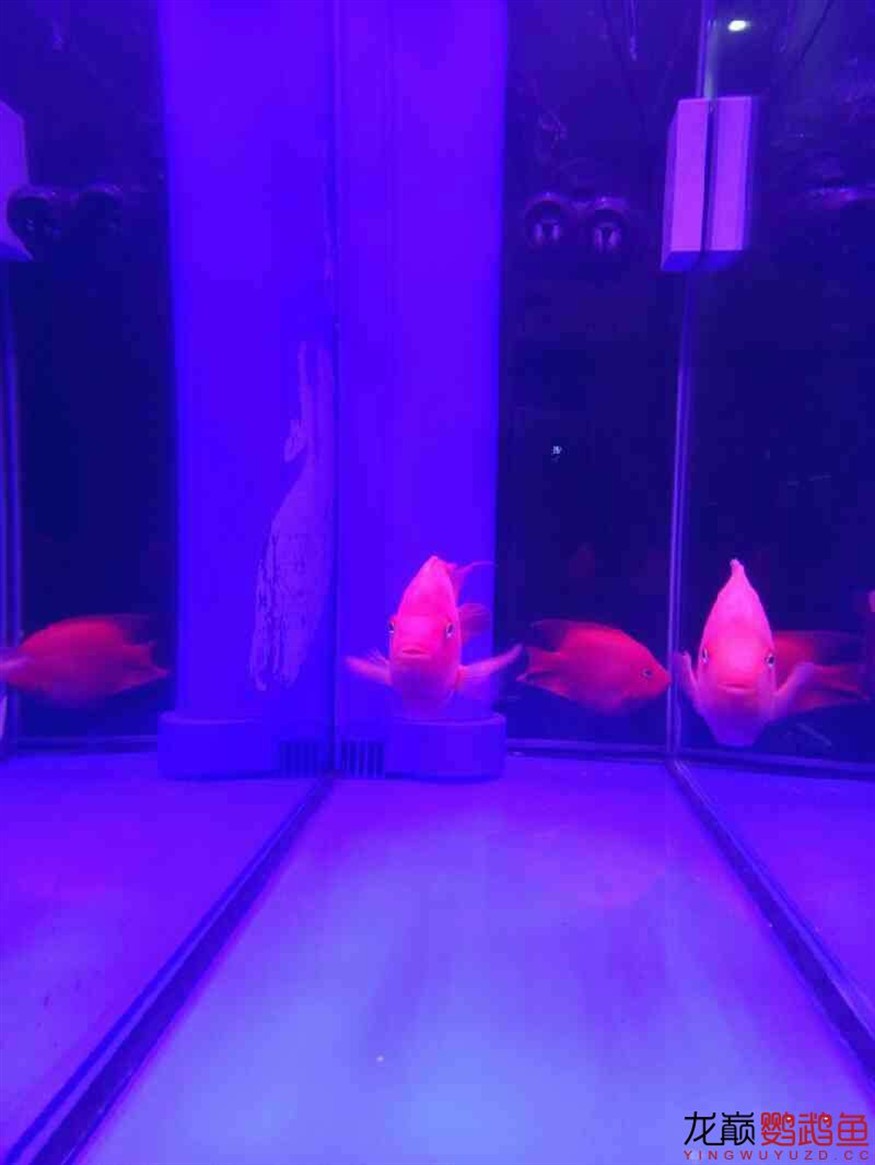 闖缸三劍客 闖缸三劍客 銀龍魚百科 第5張