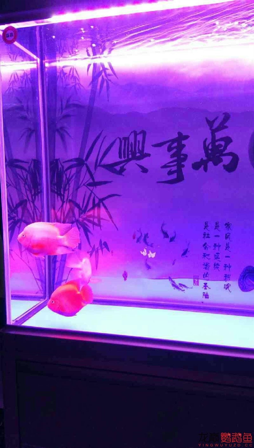 闖缸三劍客 闖缸三劍客 銀龍魚百科 第6張