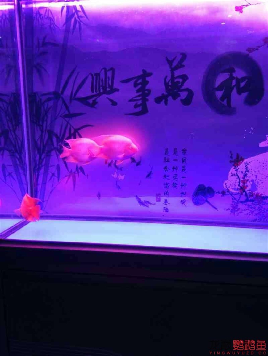 闖缸三劍客 闖缸三劍客 銀龍魚百科 第7張