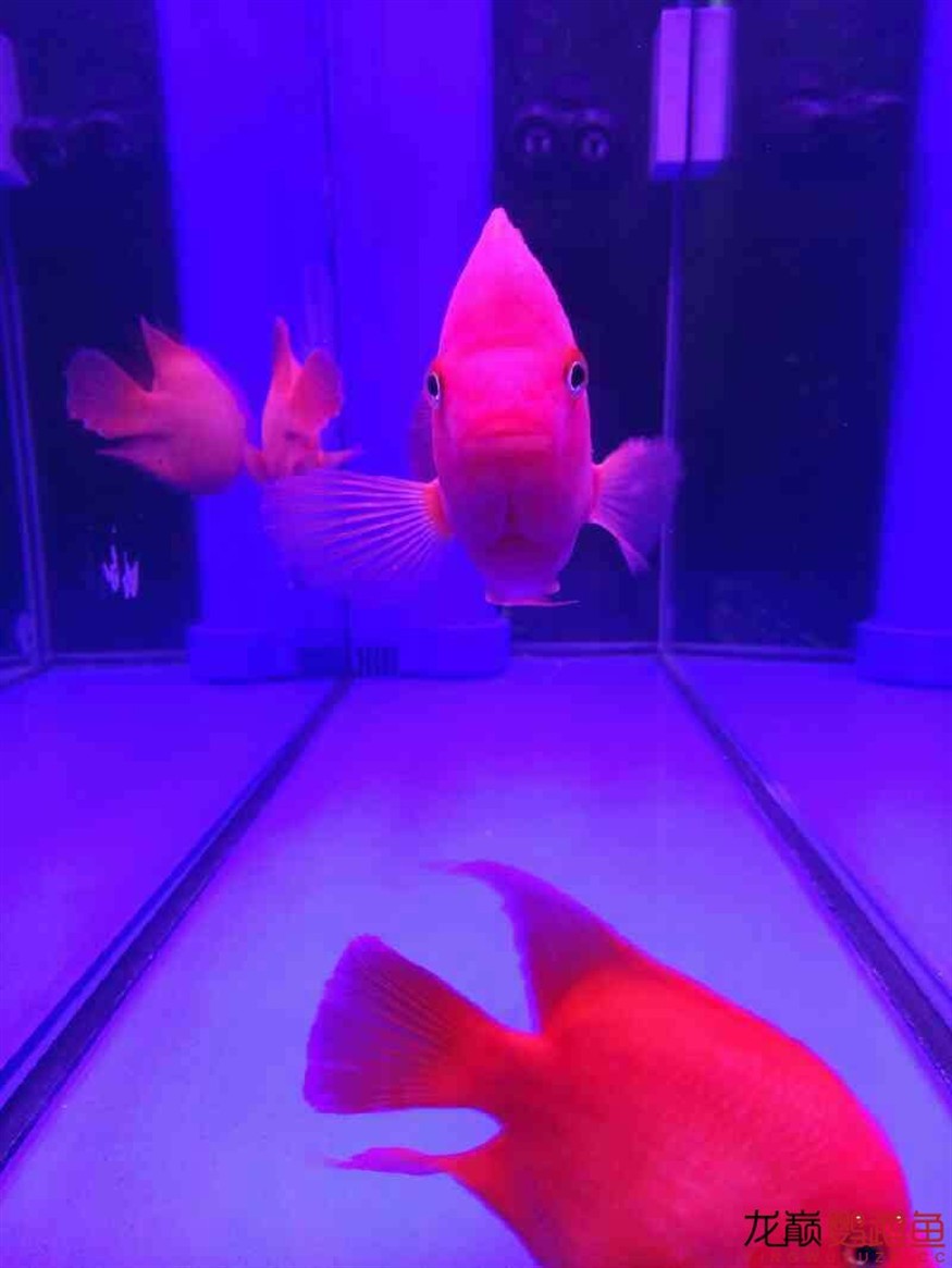 闖缸三劍客 闖缸三劍客 銀龍魚百科 第8張