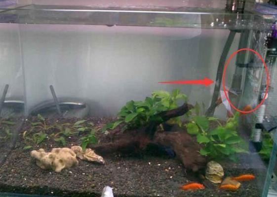 雅安市雨城區(qū)可麗愛水族館（雅安市雨城區(qū)可麗愛水族館電話） 雅安市雨城區(qū)可麗愛水族館（雅安市雨城區(qū)可麗愛水族館電話） 全國水族館企業(yè)名錄 第1張