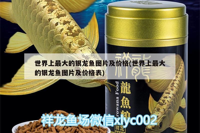 世界上最大的銀龍魚圖片及價格(世界上最大的銀龍魚圖片及價格表) 世界上最大的銀龍魚圖片及價格(世界上最大的銀龍魚圖片及價格表) 銀龍魚百科