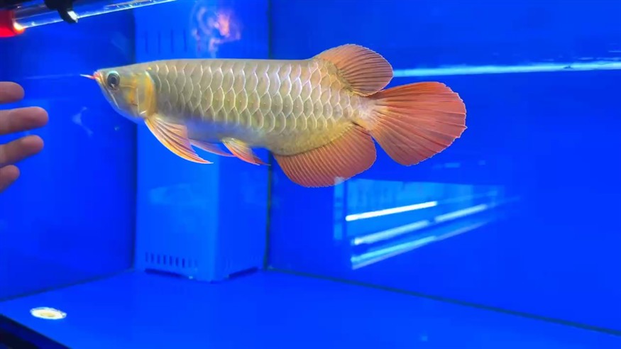 ??短寬身下掛胸鰭大湖魚 尺寸28/29 ???????前鰭自然下掛 后三鰭張力足 ??互動性強