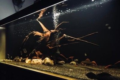暗黑魚缸造景技巧視頻：尋找暗黑風格的魚缸造景技巧視頻時可以參考一些專業的水族網站和論壇