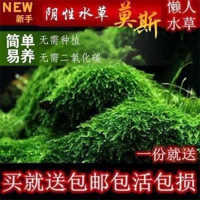 玻璃做魚缸用什么膠結實嗎：使用玻璃膠粘接魚缸的注意事項