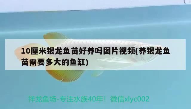10厘米銀龍魚苗好養嗎圖片視頻(養銀龍魚苗需要多大的魚缸)