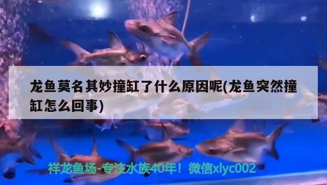 龍魚莫名其妙撞缸了什么原因呢(龍魚突然撞缸怎么回事)