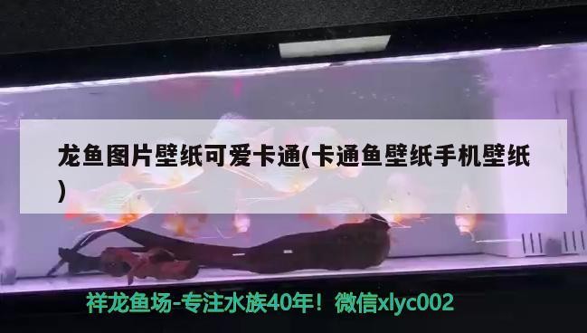 虎魚怎樣看出泰國虎的狀態(tài)好還是壞？，虎虎魚怎么看品質(zhì)好壞啊圖解決你現(xiàn)在面臨的問題來說