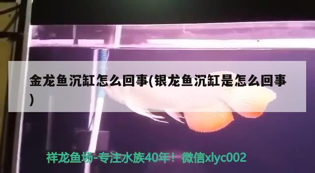 金龍魚沉缸怎么回事(銀龍魚沉缸是怎么回事)