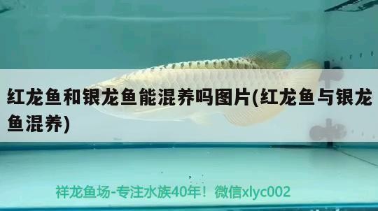 紅龍魚和銀龍魚能混養嗎圖片(紅龍魚與銀龍魚混養)