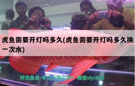 虎魚需要開燈嗎多久(虎魚需要開燈嗎多久換一次水) 虎魚需要開燈嗎多久(虎魚需要開燈嗎多久換一次水) 虎魚百科