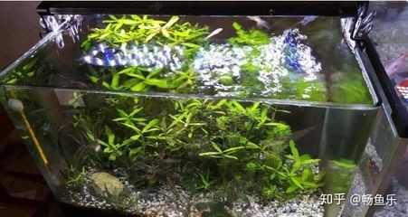大魚缸水草怎么放進去養魚：大魚缸種植水草養殖需要注意事項和注意事項和注意事項