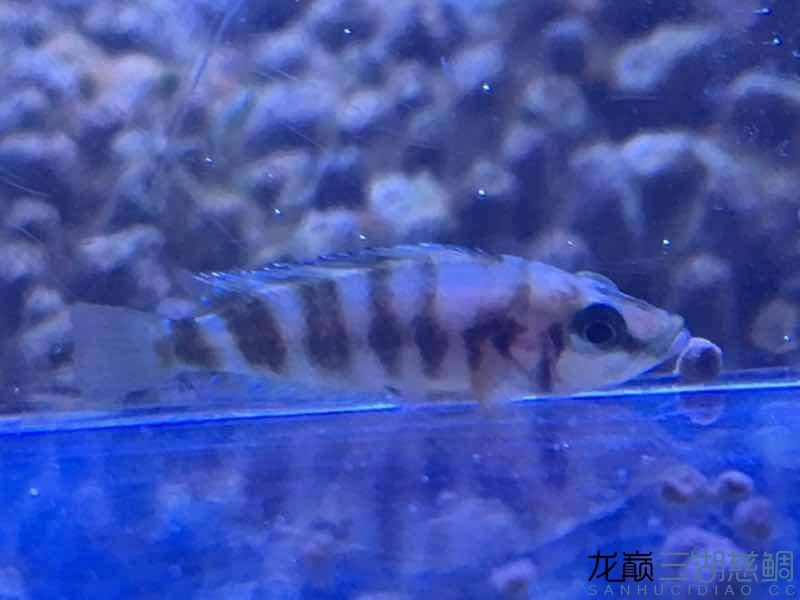 廣州水族館請大神指點下我這黃金虎魚怎么了