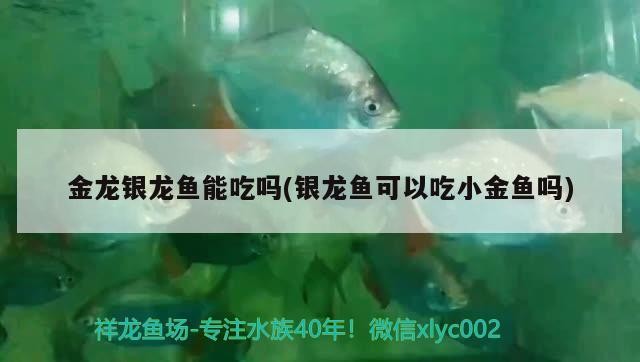 金龍銀龍魚能吃嗎(銀龍魚可以吃小金魚嗎) 金龍銀龍魚能吃嗎(銀龍魚可以吃小金魚嗎) 銀龍魚百科