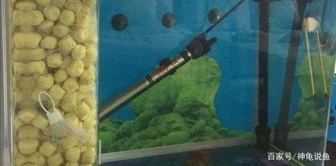 冬天魚缸怎么加熱：冬天魚缸加熱棒的選擇與使用魚缸加熱棒的選擇與使用
