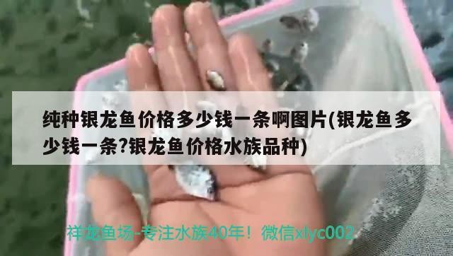 純種銀龍魚價格多少錢一條啊圖片(銀龍魚多少錢一條?銀龍魚價格水族品種) 純種銀龍魚價格多少錢一條啊圖片(銀龍魚多少錢一條?銀龍魚價格水族品種) 銀龍魚百科