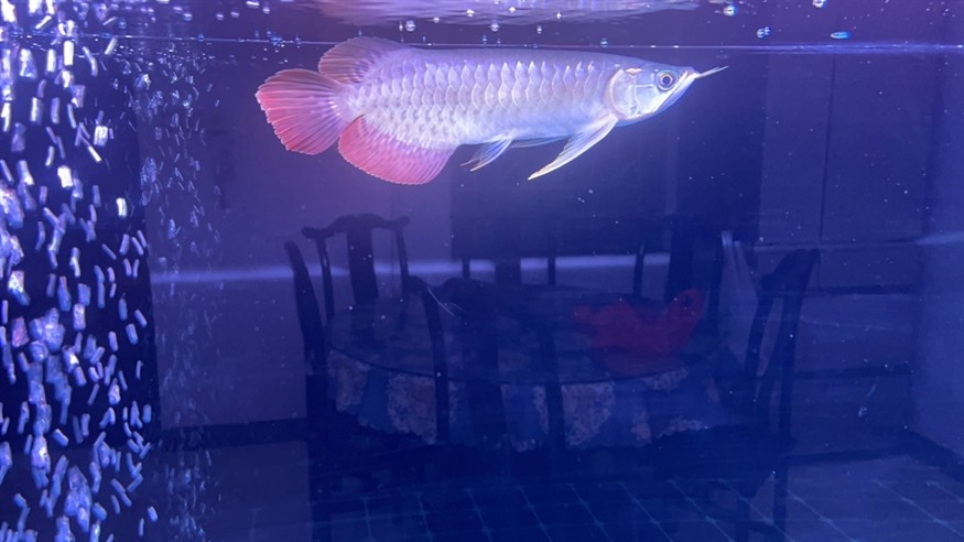 礦泉水下魚缸 放新紅龍魚!