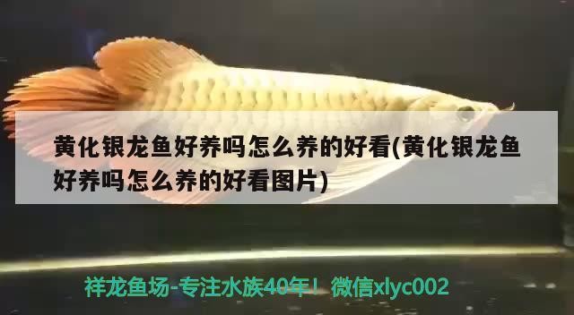 黃化銀龍魚好養嗎怎么養的好看(黃化銀龍魚好養嗎怎么養的好看圖片)