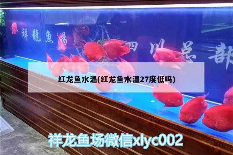 錦鯉好養嗎在家里的魚缸能養活錦鯉嗎（魚缸養錦鯉最忌諱7件事）