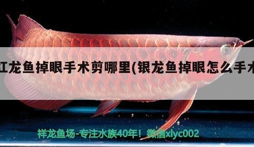 紅龍魚掉眼手術剪哪里(銀龍魚掉眼怎么手術) 紅龍魚掉眼手術剪哪里(銀龍魚掉眼怎么手術) 銀龍魚百科