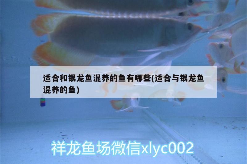 適合和銀龍魚混養的魚有哪些(適合與銀龍魚混養的魚)