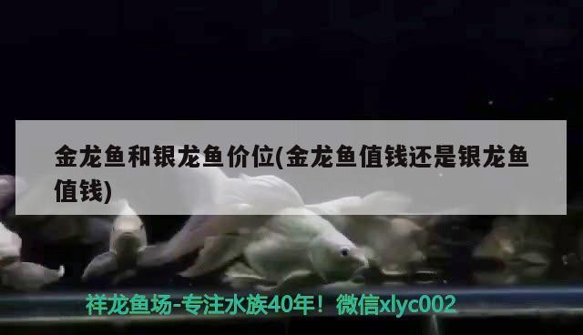 金龍魚和銀龍魚價位(金龍魚值錢還是銀龍魚值錢)