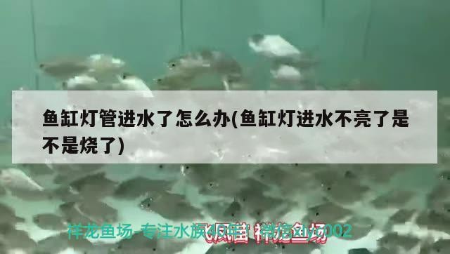 魚缸燈管進(jìn)水了怎么辦(魚缸燈進(jìn)水不亮了是不是燒了)