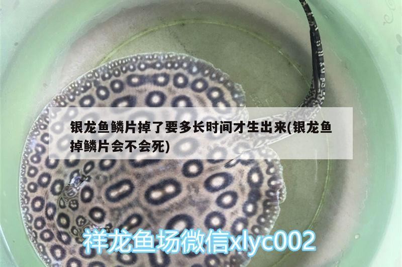 銀龍魚鱗片掉了要多長(zhǎng)時(shí)間才生出來(銀龍魚掉鱗片會(huì)不會(huì)死)
