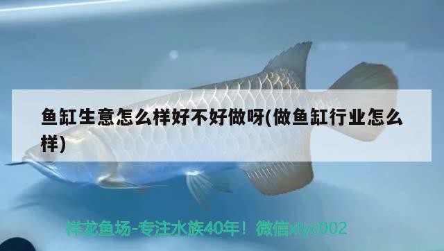 魚缸生意怎么樣好不好做呀(做魚缸行業怎么樣)