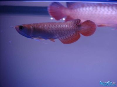 紅龍魚缸用什么背景最好看（紅龍魚缸用什么背景最好看圖片）