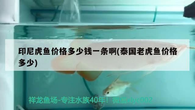 印尼虎魚價格多少錢一條啊(泰國老虎魚價格多少)