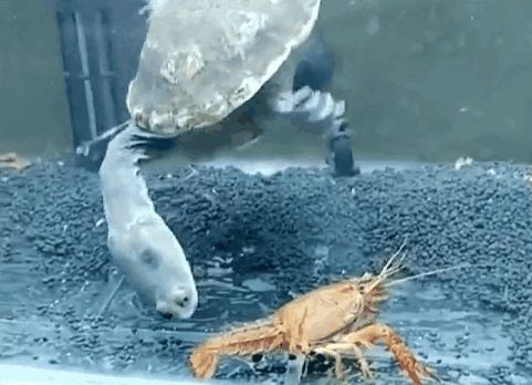 金龍魚吃活小龍蝦