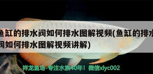魚缸過濾器選購指南:自制魚缸過濾器魚缸上置過濾器對于養魚愛好者的必備知識 魚缸的排水閥如何排水圖解視頻(魚缸的排水閥如何排水圖解視頻講解) 虎魚百科 魚缸的排水閥如何排水圖解視頻(魚缸的排水閥如何排水圖解視頻講解) 魚缸的排水閥如何排水圖解視頻(魚缸的排水閥如何排水圖解視頻講解) 虎魚百科