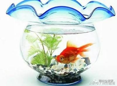 辦公室魚缸養幾條魚最好風水：辦公室養魚的風水