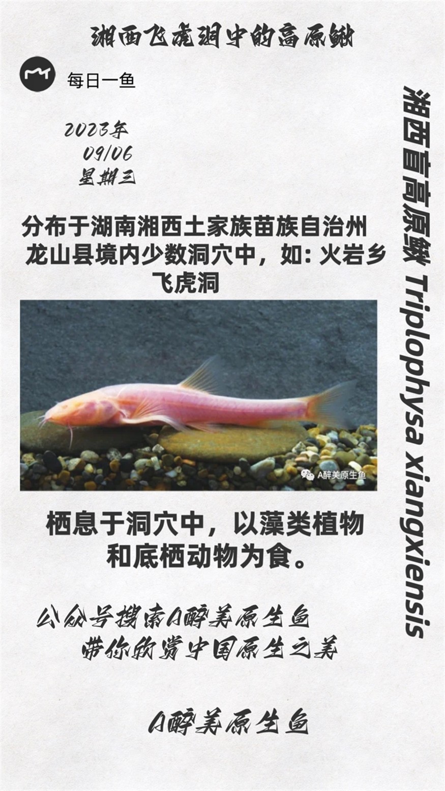 湘西高原鰍