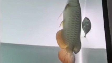 龍魚不會游泳了